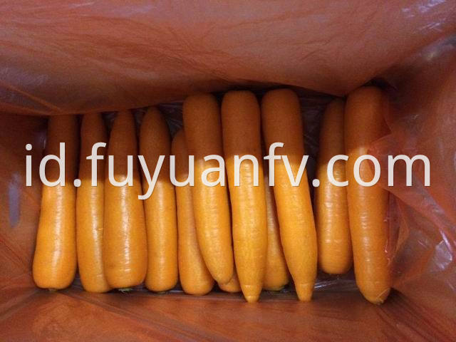 xiamen carrot 